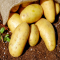 Tubercules