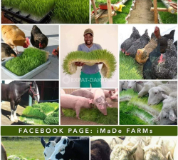 Plateaux pour fourrage vert hydroponique très nutritif